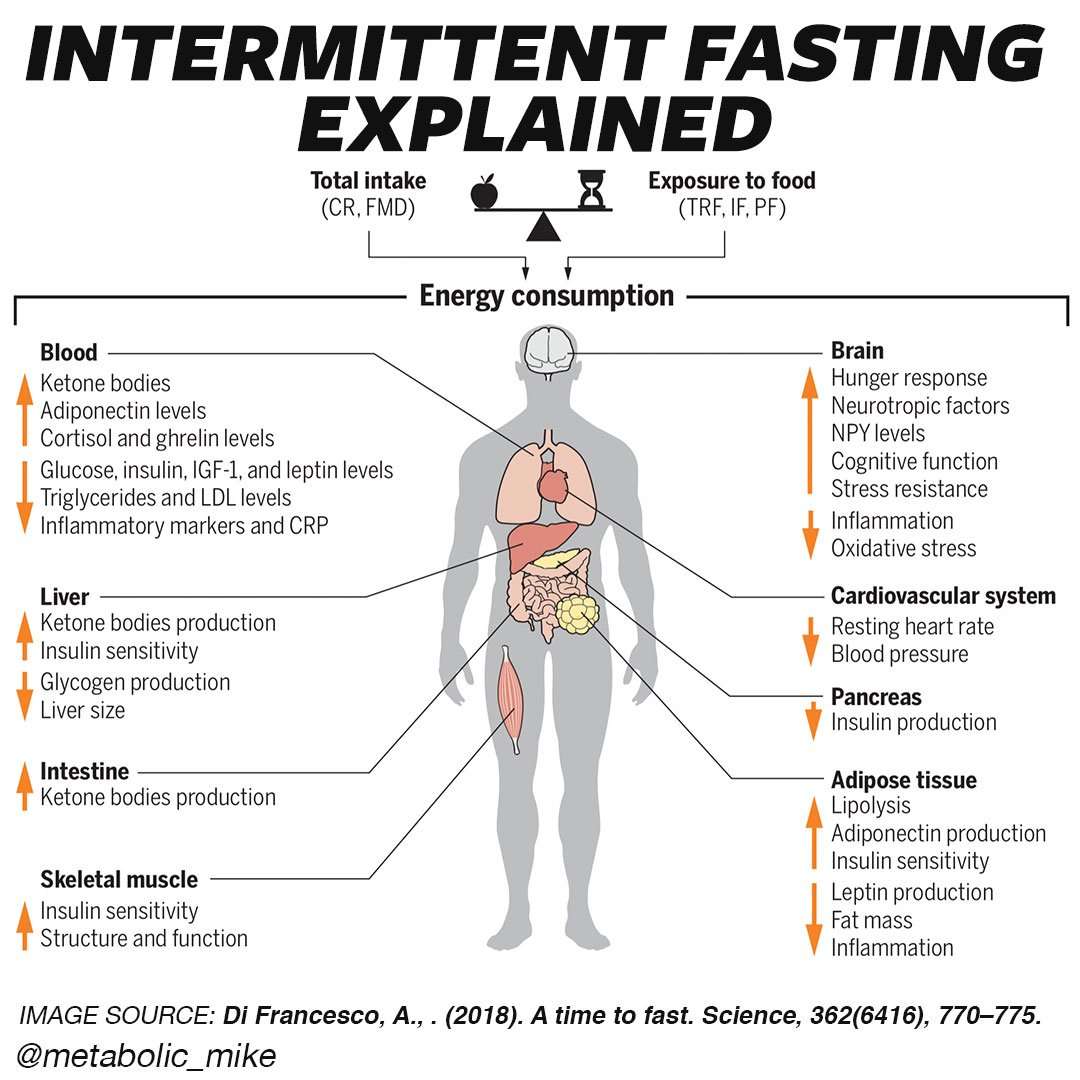 Intermittent Fasting and Time Restricted Feeding Benefit ...